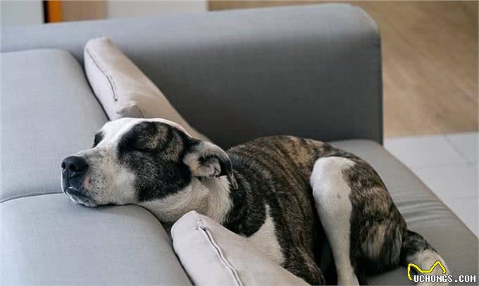 一只狗不爱你，会睡在这几个地方，你家狗有吗?