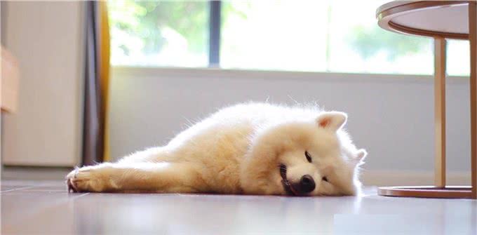 一只狗不爱你，会睡在这几个地方，你家狗有吗?