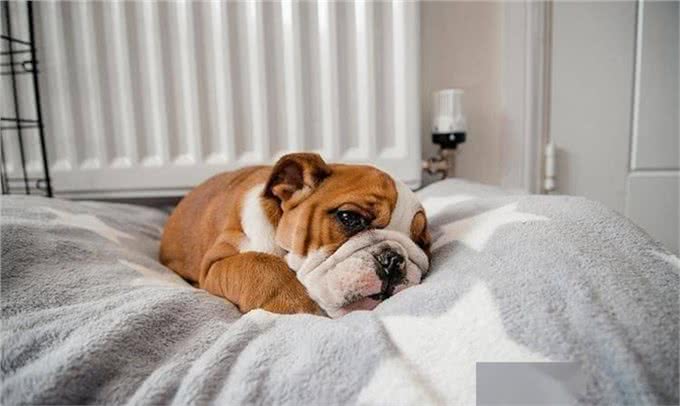 一只狗不爱你，会睡在这几个地方，你家狗有吗?