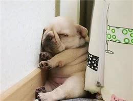 一只狗不爱你，会睡在这几个地方，你家狗有吗?