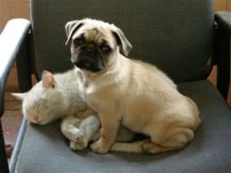 让猫咪停止欺负狗狗的措施