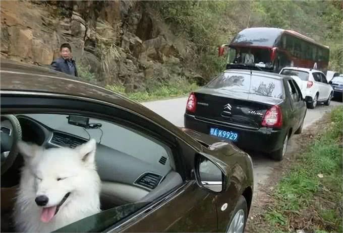 带狗狗旅行需要哪些准备?最全攻略来了