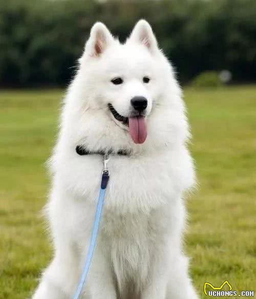 带狗狗旅行需要哪些准备?最全攻略来了