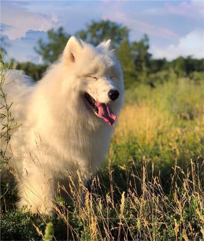 带狗狗旅行需要哪些准备?最全攻略来了