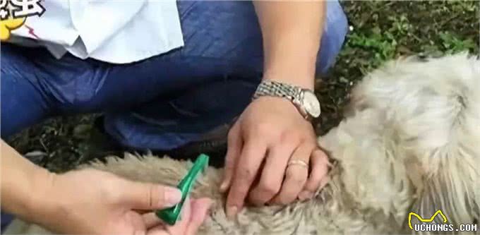 带狗狗旅行需要哪些准备?最全攻略来了