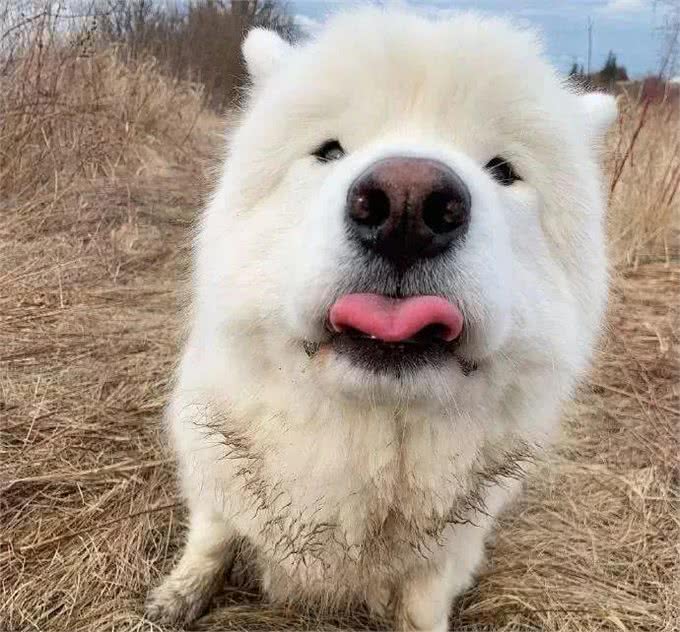 带狗狗旅行需要哪些准备?最全攻略来了