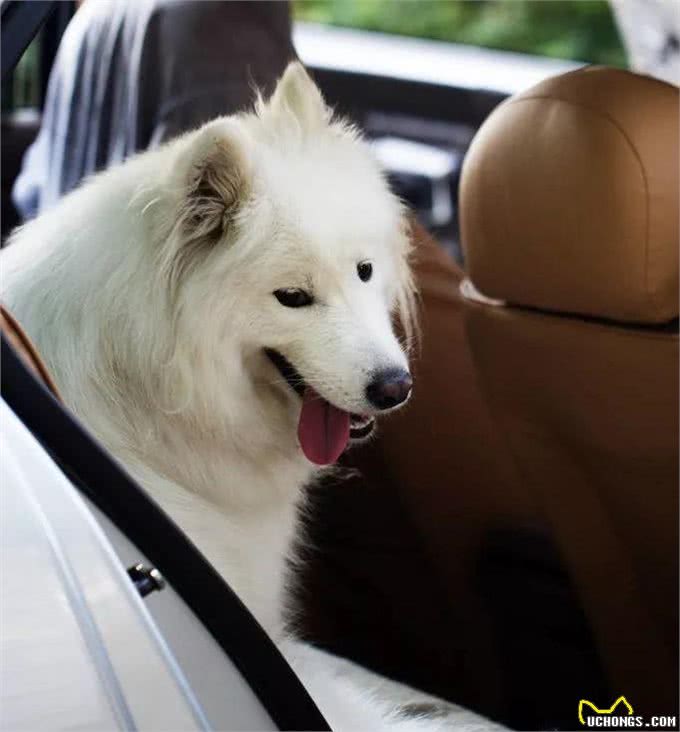 带狗狗旅行需要哪些准备?最全攻略来了