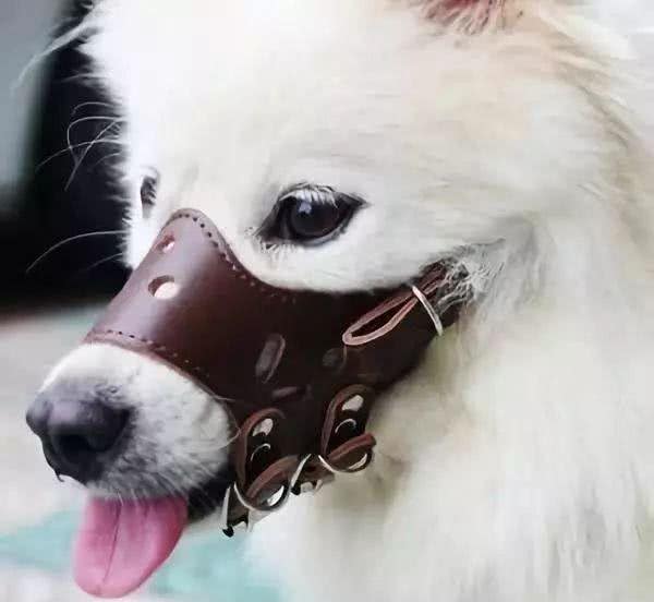 带狗狗旅行需要哪些准备?最全攻略来了