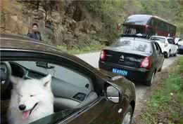 带狗狗旅行需要哪些准备?最全攻略来了