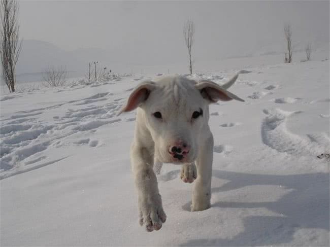 被世界100多个国家列为禁养第一种犬:阿根廷獒看到狮子都不怕
