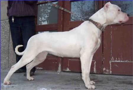 被世界100多个国家列为禁养第一种犬:阿根廷獒看到狮子都不怕