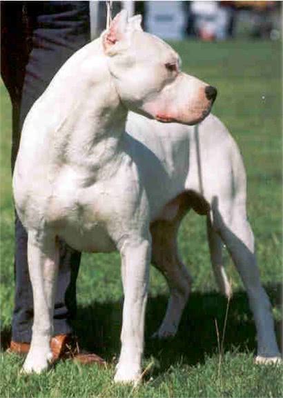 被世界100多个国家列为禁养第一种犬:阿根廷獒看到狮子都不怕