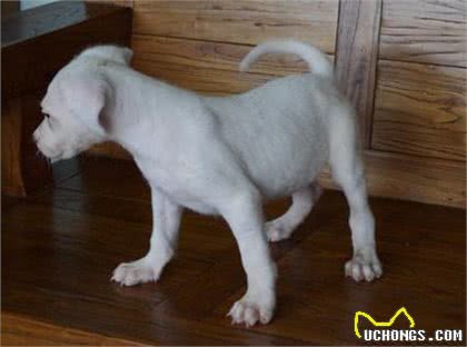 被世界100多个国家列为禁养第一种犬:阿根廷獒看到狮子都不怕