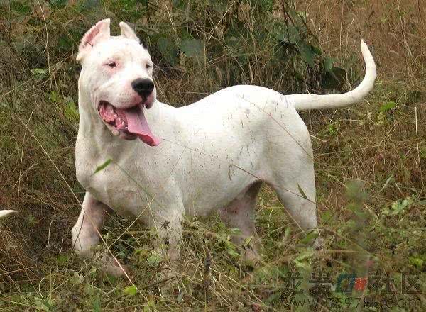 被世界100多个国家列为禁养第一种犬:阿根廷獒看到狮子都不怕