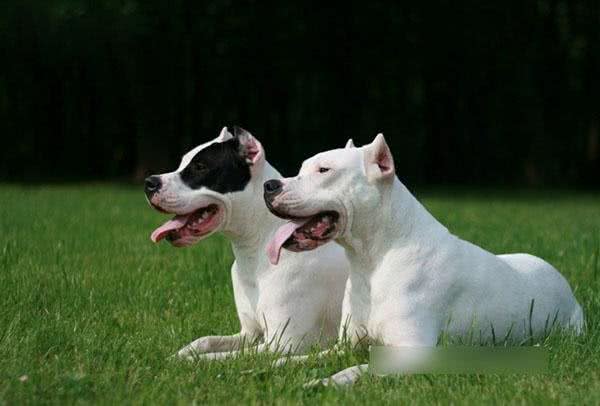 被世界100多个国家列为禁养第一种犬:阿根廷獒看到狮子都不怕