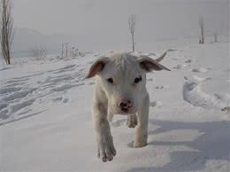 被世界100多个国家列为禁养第一种犬:阿根廷獒看到狮子都不怕