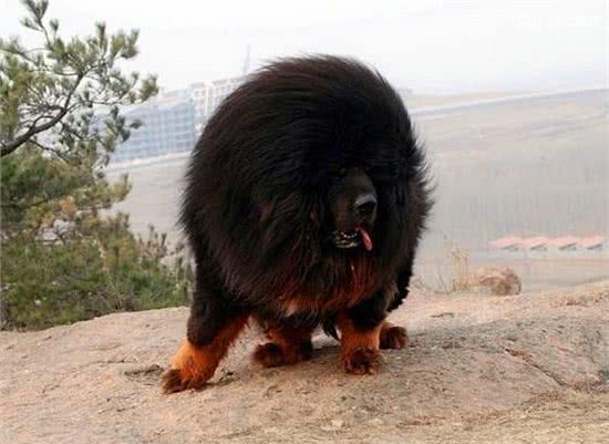 这只藏獒价值竟超过2000w