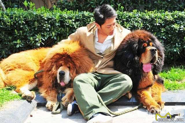 这只藏獒价值竟超过2000w