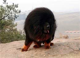 这只藏獒价值竟超过2000w