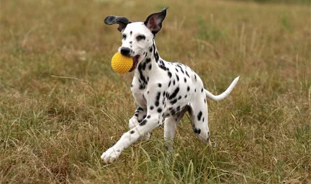 掌握正确的训练方法,让狗狗快速学会捡东西回来
