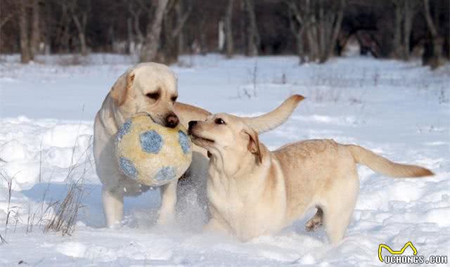 掌握正确的训练方法,让狗狗快速学会捡东西回来