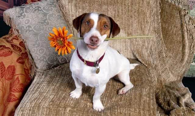 掌握正确的训练方法,让狗狗快速学会捡东西回来