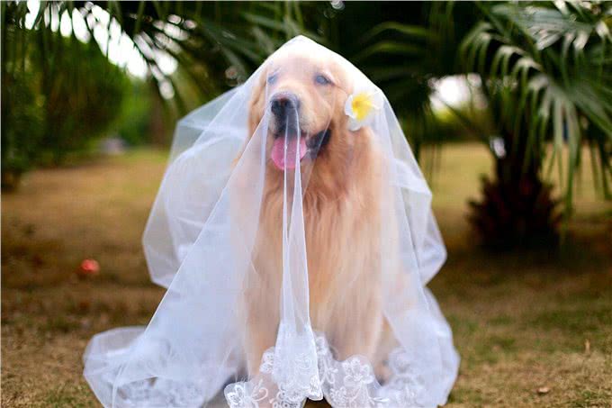 只需四步，就能让你家金毛犬亮起来