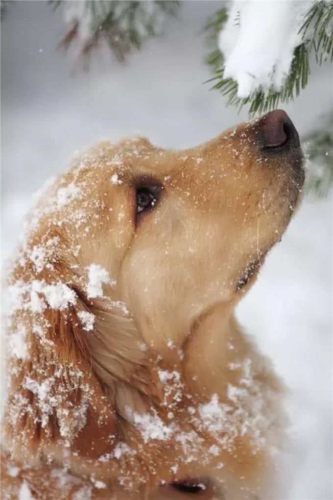 只需四步，就能让你家金毛犬亮起来