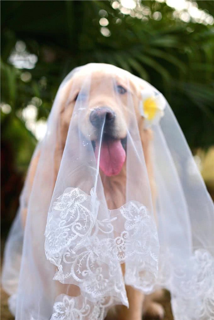 只需四步，就能让你家金毛犬亮起来