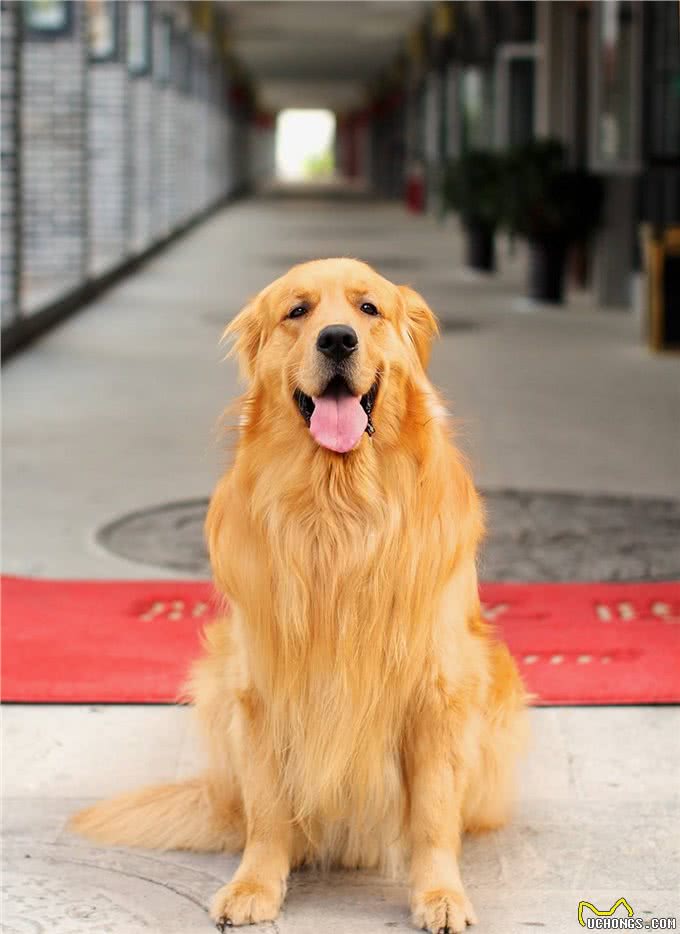 只需四步，就能让你家金毛犬亮起来