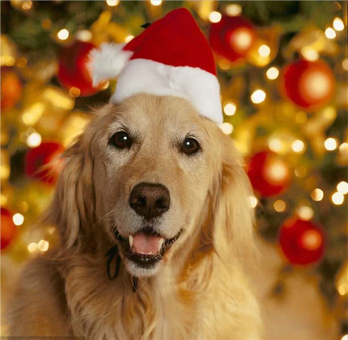 只需四步，就能让你家金毛犬亮起来