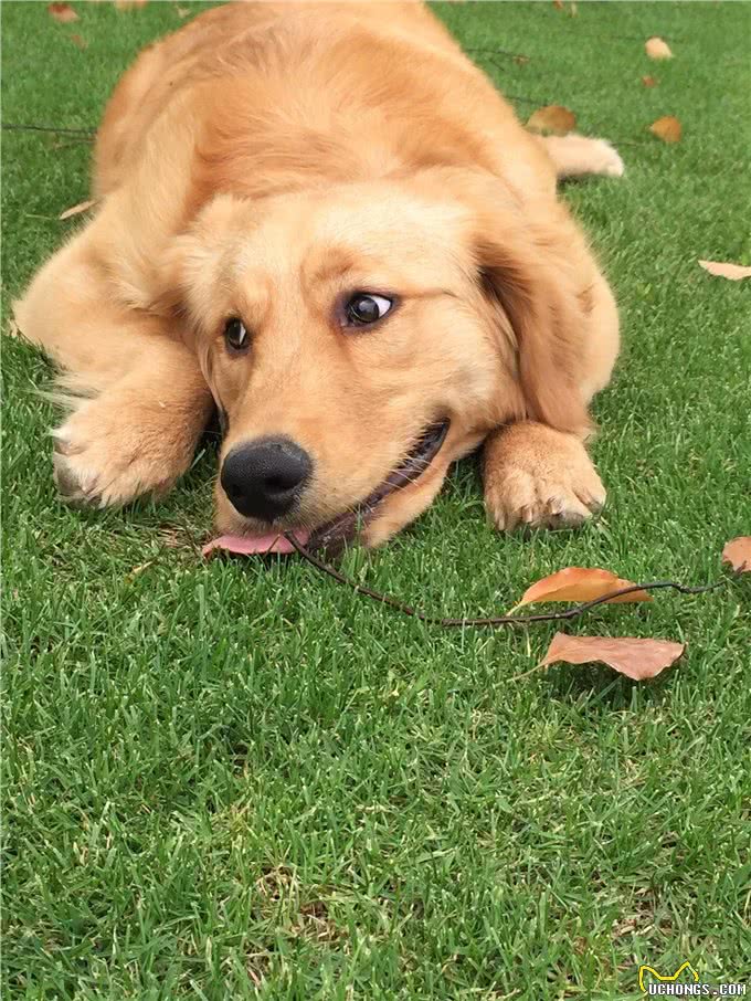 只需四步，就能让你家金毛犬亮起来