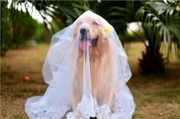 只需四步，就能让你家金毛犬亮起来