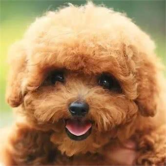 一个亡犬主人的自述