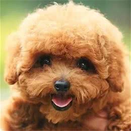 一个亡犬主人的自述