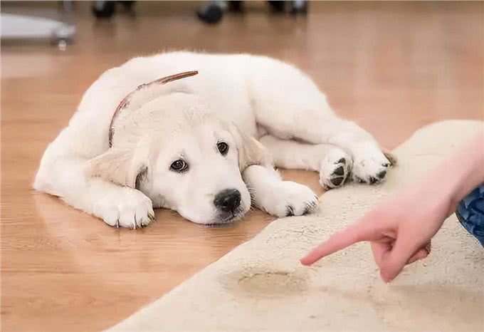 狗狗定点大小便训练篇:不想狗狗乱拉，看这里