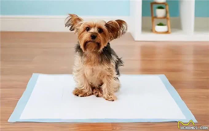 狗狗定点大小便训练篇:不想狗狗乱拉，看这里