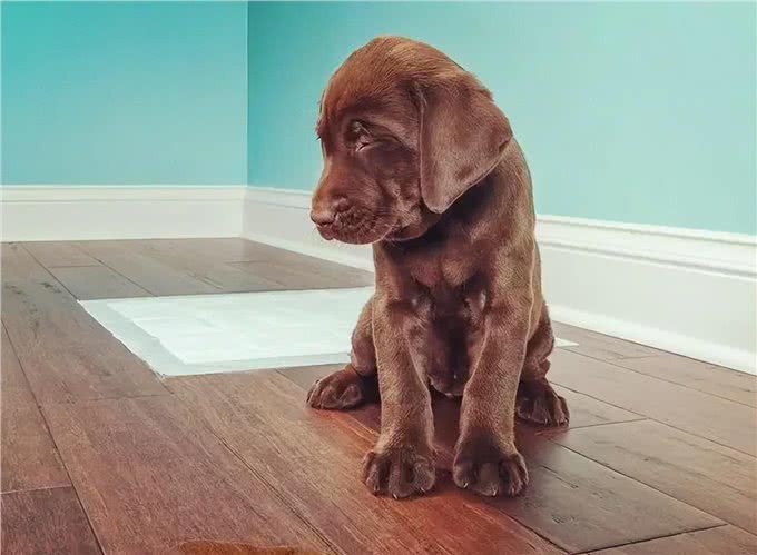 狗狗定点大小便训练篇:不想狗狗乱拉，看这里