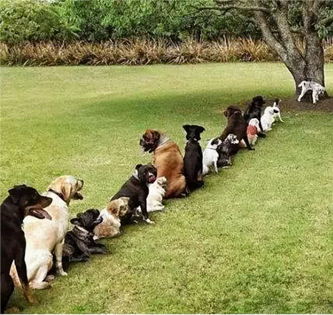 狗狗定点大小便训练篇:不想狗狗乱拉，看这里