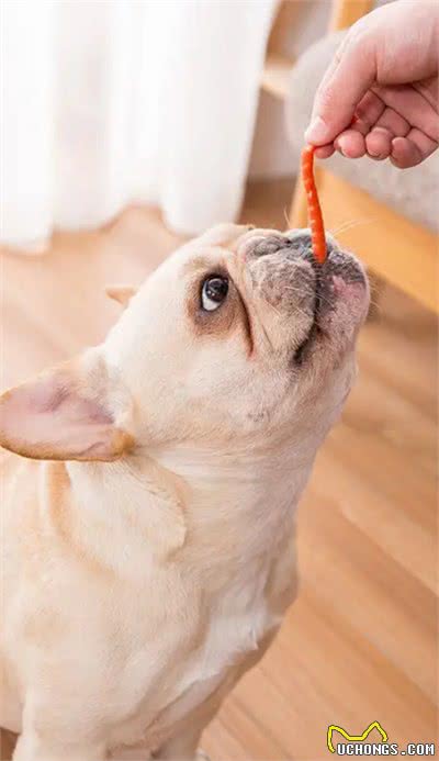 狗狗定点大小便训练篇:不想狗狗乱拉，看这里