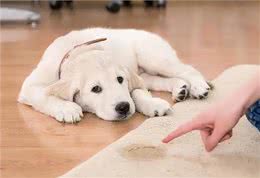 狗狗定点大小便训练篇:不想狗狗乱拉，看这里