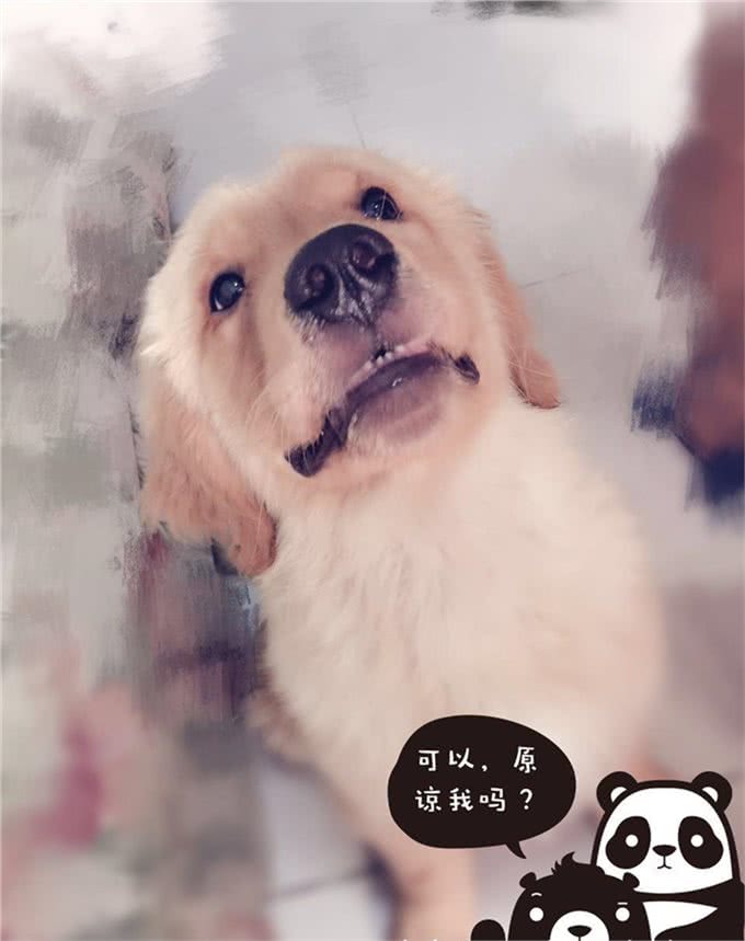 狗狗到底应该怎么喂?
