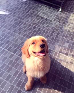 狗狗到底应该怎么喂?