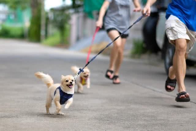 哪些人会害怕狗狗
