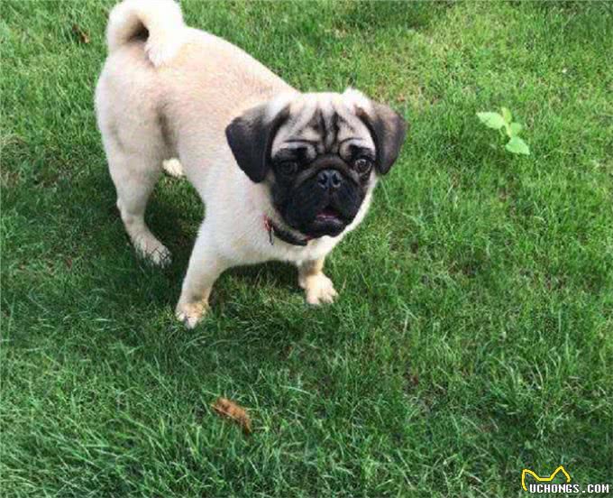 狗狗走丢了?别慌，它们会通过这4种方法找到你