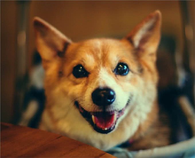 狗狗走丢了?别慌，它们会通过这4种方法找到你