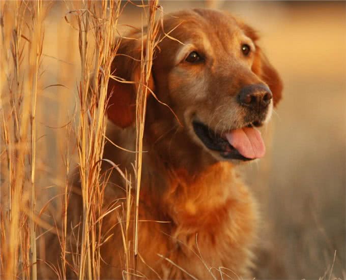 狗狗走丢了?别慌，它们会通过这4种方法找到你
