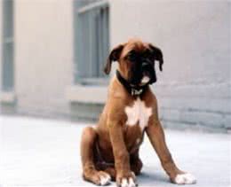 狗狗走丢了?别慌，它们会通过这4种方法找到你