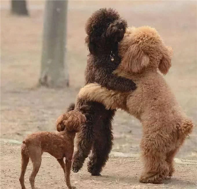 狗狗交配不能随便打断，后果很严重