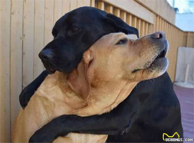 狗狗交配不能随便打断，后果很严重